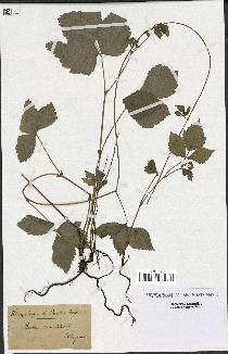 spécimen de Rubus saxatilis