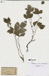 spécimen de Rubus saxatilis