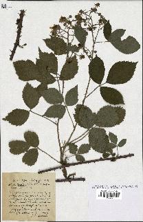 spécimen de Rubus rudis