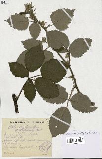 spécimen de Rubus thyrsoideus