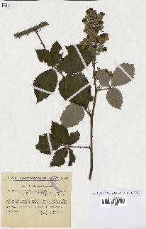 spécimen de Rubus thyrsoideus