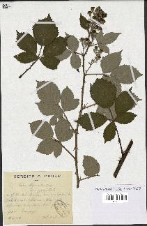 spécimen de Rubus thyrsanthus