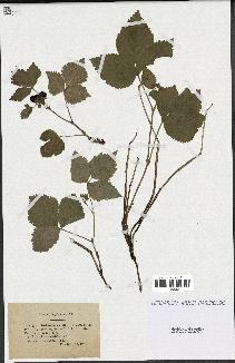 spécimen de Rubus saxatilis