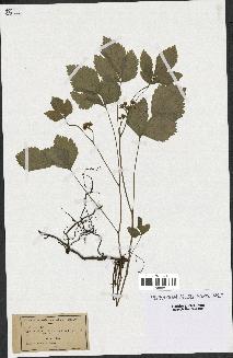 spécimen de Rubus saxatilis