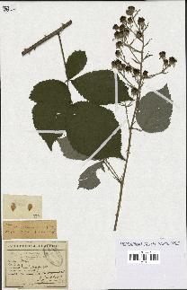 spécimen de Rubus phyllostachys