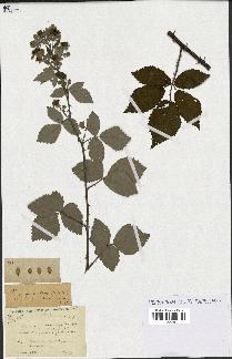 spécimen de Rubus phyllostachys