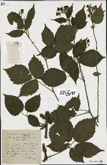 spécimen de Rubus pallidus