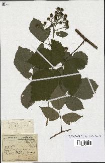 spécimen de Rubus mutabilis