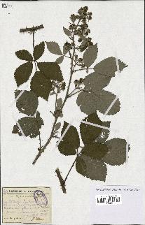 spécimen de Rubus mutabilis