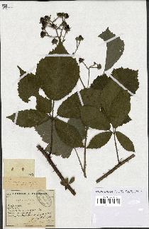 spécimen de Rubus mutabilis