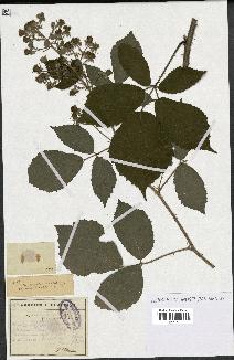 spécimen de Rubus mutabilis