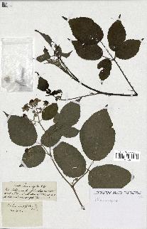 spécimen de Rubus macrophyllus