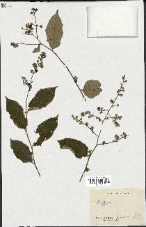 spécimen de Rubus sp.