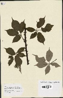 spécimen de Rubus ulmifolius