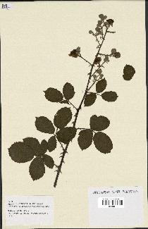 spécimen de Rubus ulmifolius