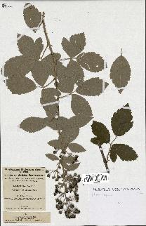 spécimen de Rubus tomentosus