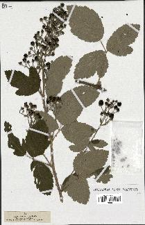 spécimen de Rubus tomentosus