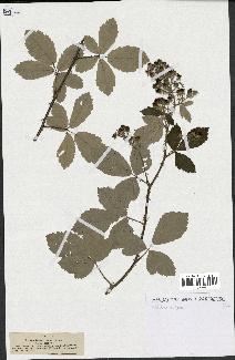 spécimen de Rubus tomentosus