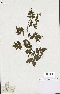 spécimen de Rubus rosaefolius