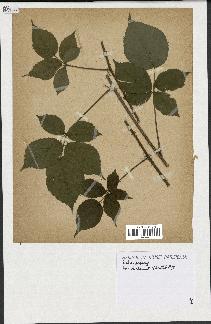 spécimen de Rubus glaucellus