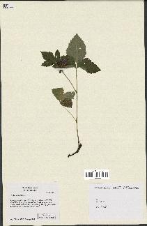 spécimen de Rubus saxatilis