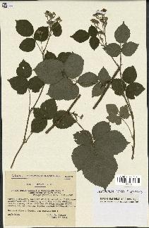 spécimen de Rubus caesius x ulmifolius