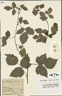 spécimen de Rubus caesius x ulmifolius