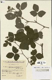 spécimen de Rubus caesius x ulmifolius