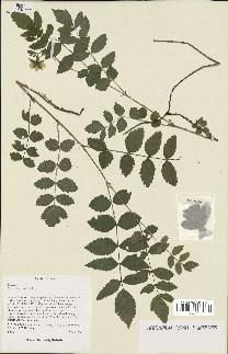 spécimen de Rubus lutescens