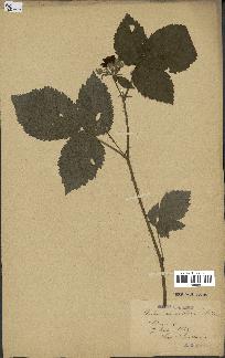 spécimen de Rubus dumetorum