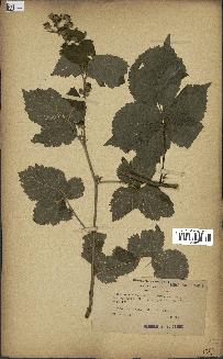 spécimen de Rubus dumetorum