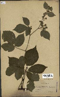 spécimen de Rubus foliosus