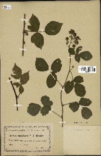 spécimen de Rubus roseiflorus