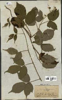 spécimen de Rubus hirtus