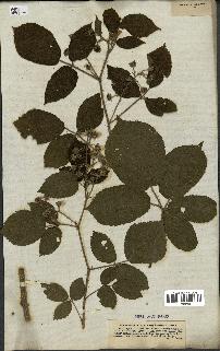 spécimen de Rubus hirtus