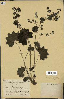 spécimen de Alchemilla glabra