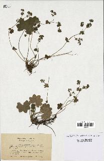 spécimen de Alchemilla filicaulis