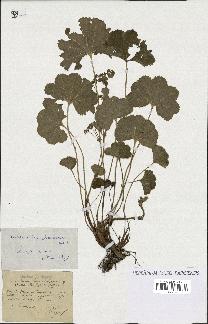 spécimen de Alchemilla filicaulis