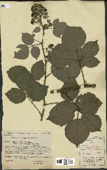 spécimen de Rubus hebecarpus