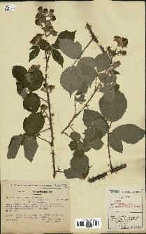 spécimen de Rubus hebecarpus