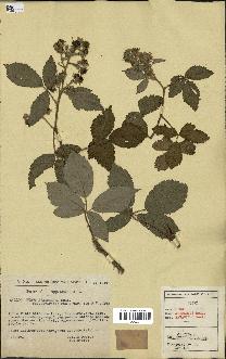 spécimen de Rubus hebecarpus