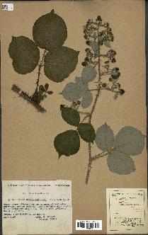 spécimen de Rubus hebecarpus