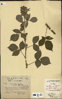 spécimen de Rubus hebecarpus