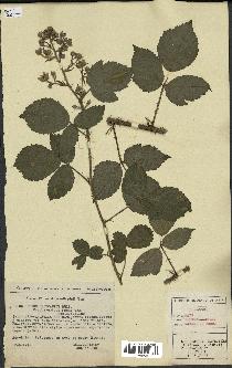 spécimen de Rubus hebecarpus