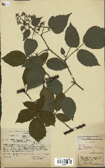 spécimen de Rubus hebecarpus