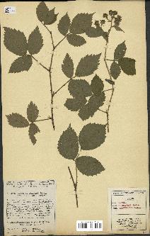 spécimen de Rubus hebecaulis