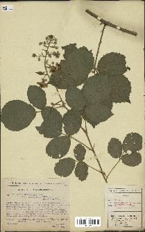 spécimen de Rubus hebecaulis