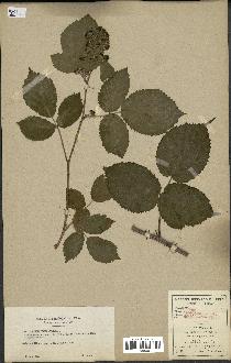 spécimen de Rubus hebecaulis