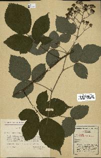 spécimen de Rubus hebecaulis