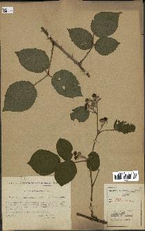 spécimen de Rubus hebecaulis